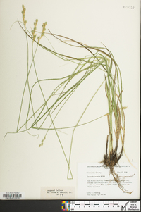 Carex festucacea image