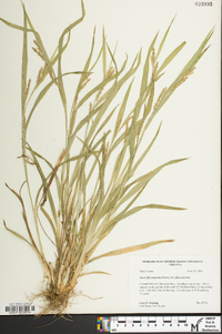 Carex flaccosperma image