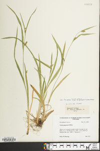 Carex glaucodea image