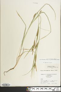 Carex glaucodea image