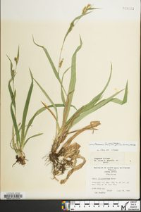 Carex glaucodea image