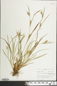 Carex glaucodea image