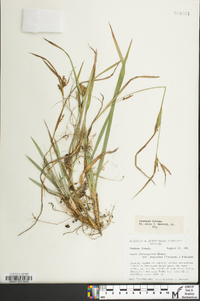 Carex glaucodea image