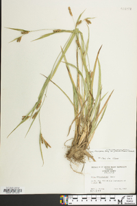 Carex glaucodea image