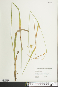 Carex folliculata image