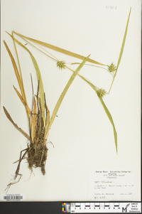 Carex folliculata image