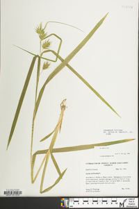 Carex folliculata image