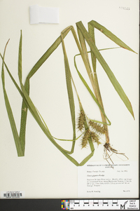 Carex gigantea image