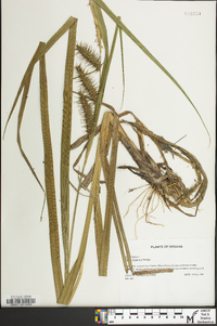 Carex gigantea image