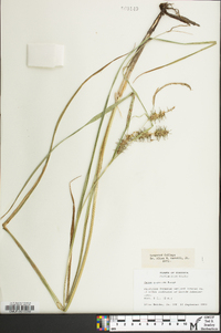 Carex gigantea image