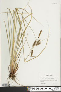 Carex glaucescens image