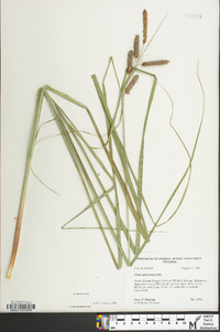 Carex glaucescens image