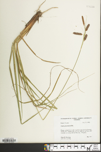 Carex glaucescens image