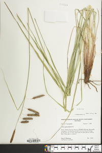 Carex glaucescens image