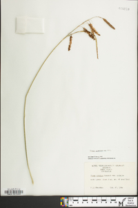 Carex glaucescens image