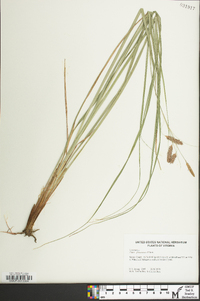 Carex glaucescens image