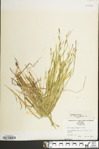 Carex gracilescens image