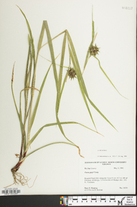 Carex grayi image