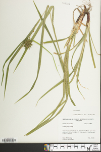 Carex grayi image