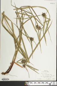 Carex grayi image