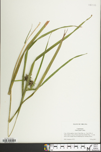 Carex grayi image