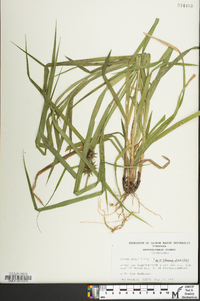 Carex grayi image