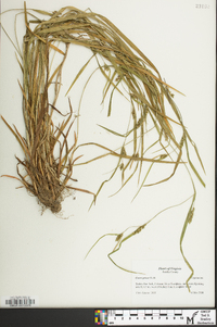 Carex grisea image