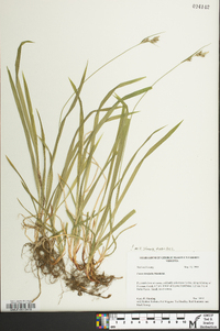 Carex hirtifolia image