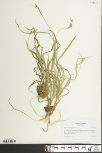 Carex hirtifolia image