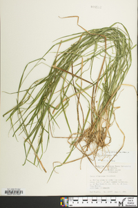 Carex hitchcockiana image