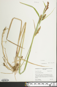 Carex hyalinolepis image