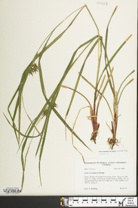 Carex intumescens var. fernaldii image