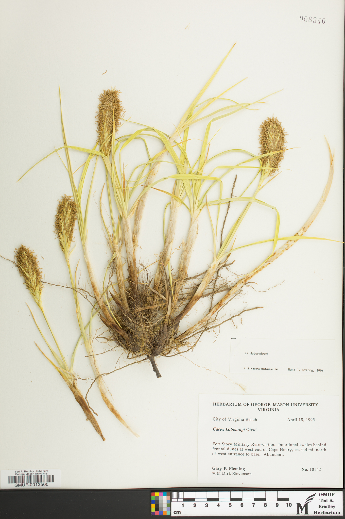 Carex kobomugi image