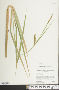 Carex lacustris image