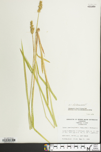 Carex laevivaginata image