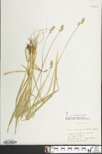 Carex laevivaginata image