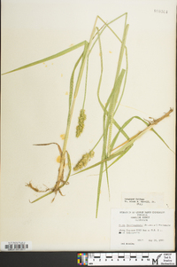 Carex laevivaginata image