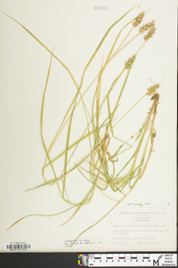 Carex laevivaginata image