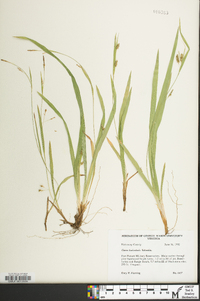 Carex laxiculmis image