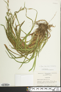 Carex laxiculmis image