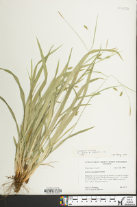 Carex laxiculmis image