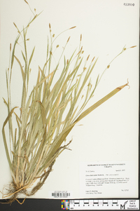 Carex laxiculmis image