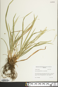 Carex laxiculmis var. laxiculmis image