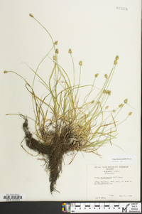 Carex leavenworthii image