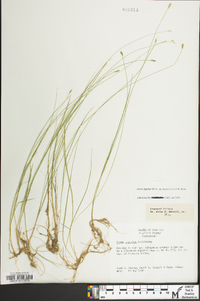 Carex leptalea subsp. harperi image