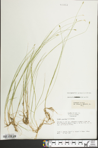 Carex leptalea subsp. harperi image