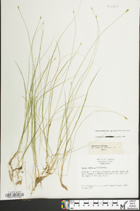 Carex leptalea subsp. harperi image