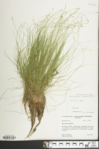 Carex leptalea subsp. harperi image