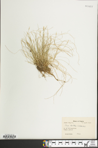 Carex leptalea subsp. leptalea image