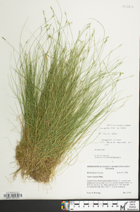 Carex leptalea subsp. leptalea image